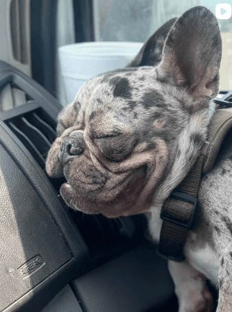 Shop mascot taking a nap — @TheClipperConnect713
